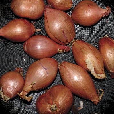Fried Shallots:   - Ty Segall [VINYL]
