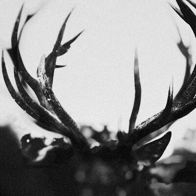 IHSAHN (Orchestral Version) - Ihsahn [CD]